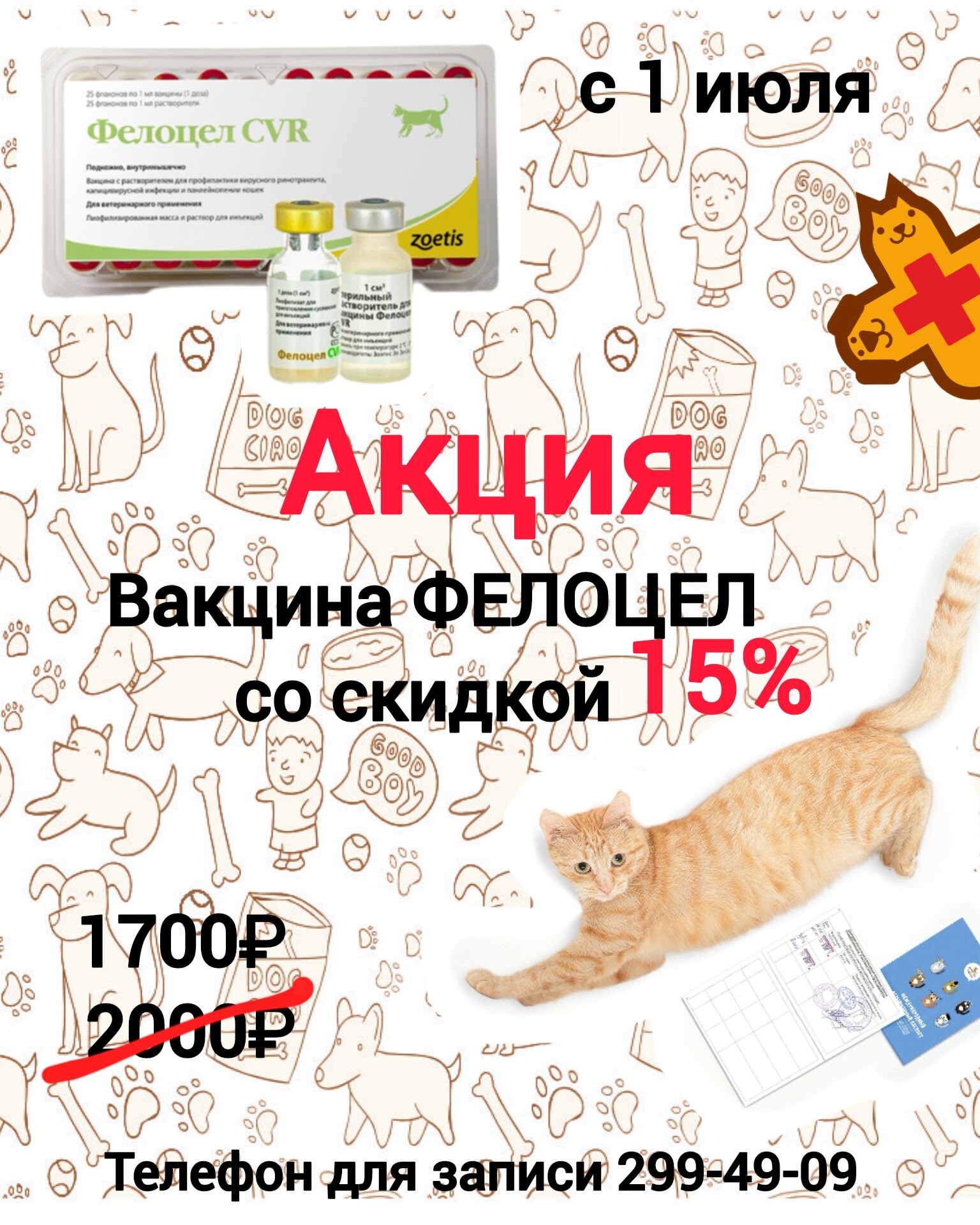 🐾 АКЦИЯ: Защитите котика от инфекций по суперцене! Только с 1 июля комплексная вакцинация…