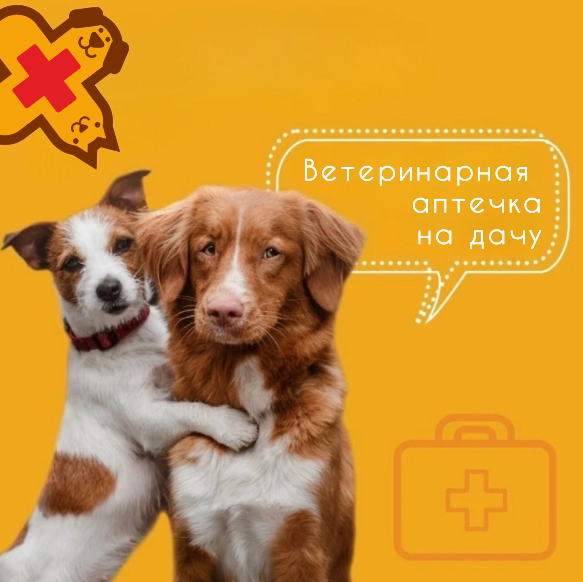 «Аптечка для питомца на дачу – соберите правильно!»