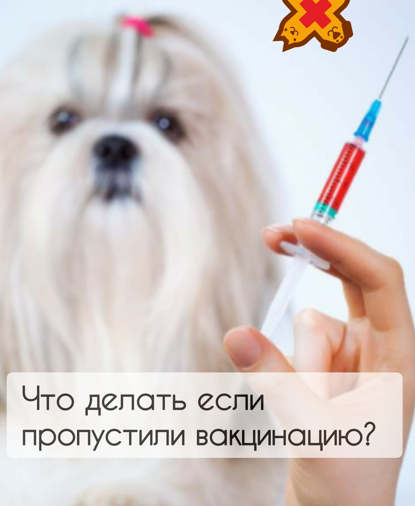 Что делать, если вы пропустили срок вакцинации питомца? Пропустили плановую прививку? Не …