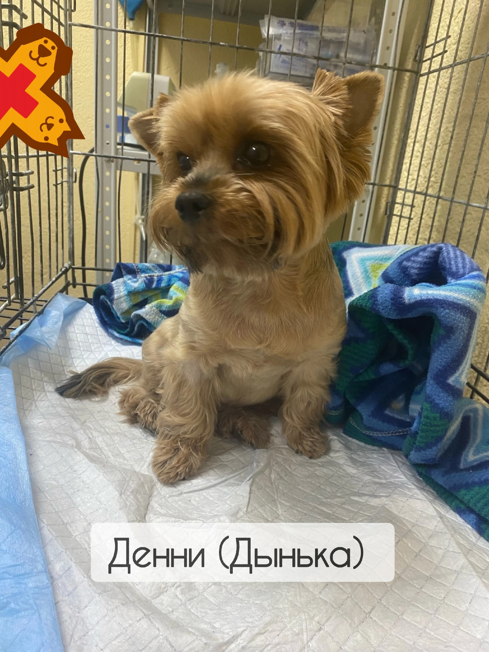 🐶✨ Денни (Дынька) на ежегодной санации ротика! ✨🐶