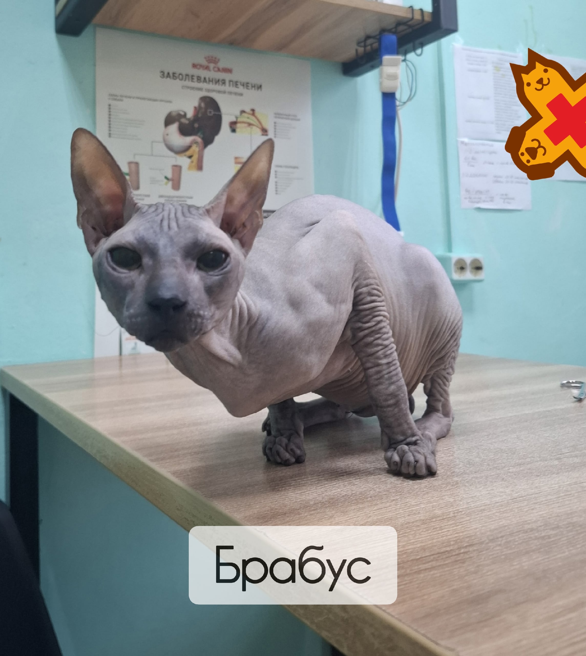 🐾 К нам в клинику поступил донской сфинкс кот Брабус с острыми симптомами: анорексия в те…