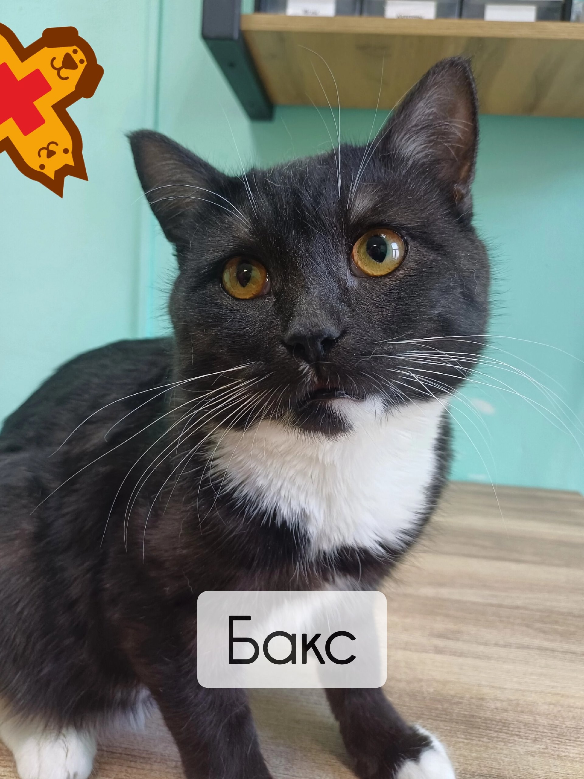 🐾 Котики Бакс, Сёма, Том и Тишка — наши пушистые пациенты, которые успешно перенесли каст…