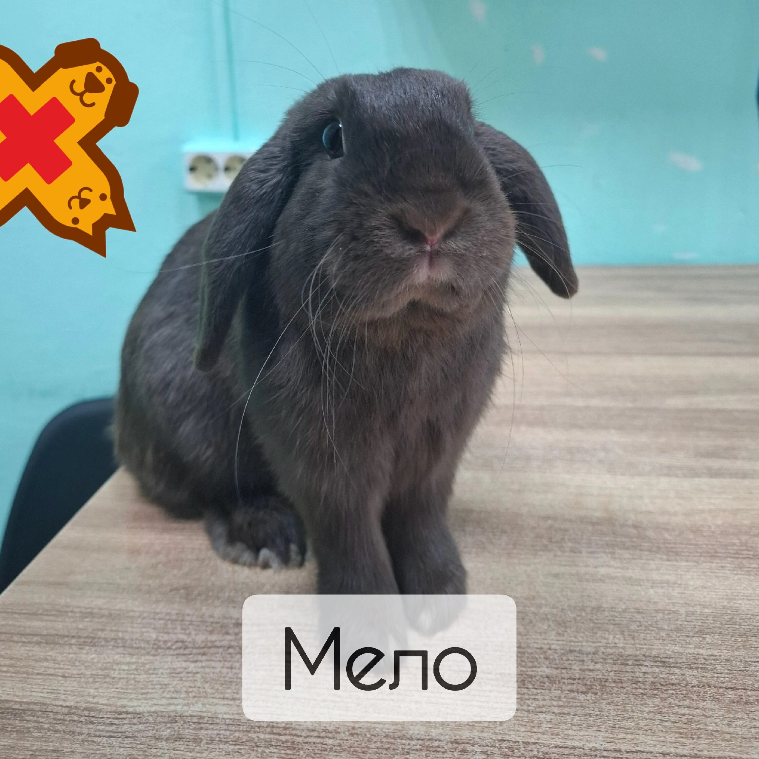 🐰 Кролик Мело на вакцинации! Забота о здоровье с первых месяцев ❤️