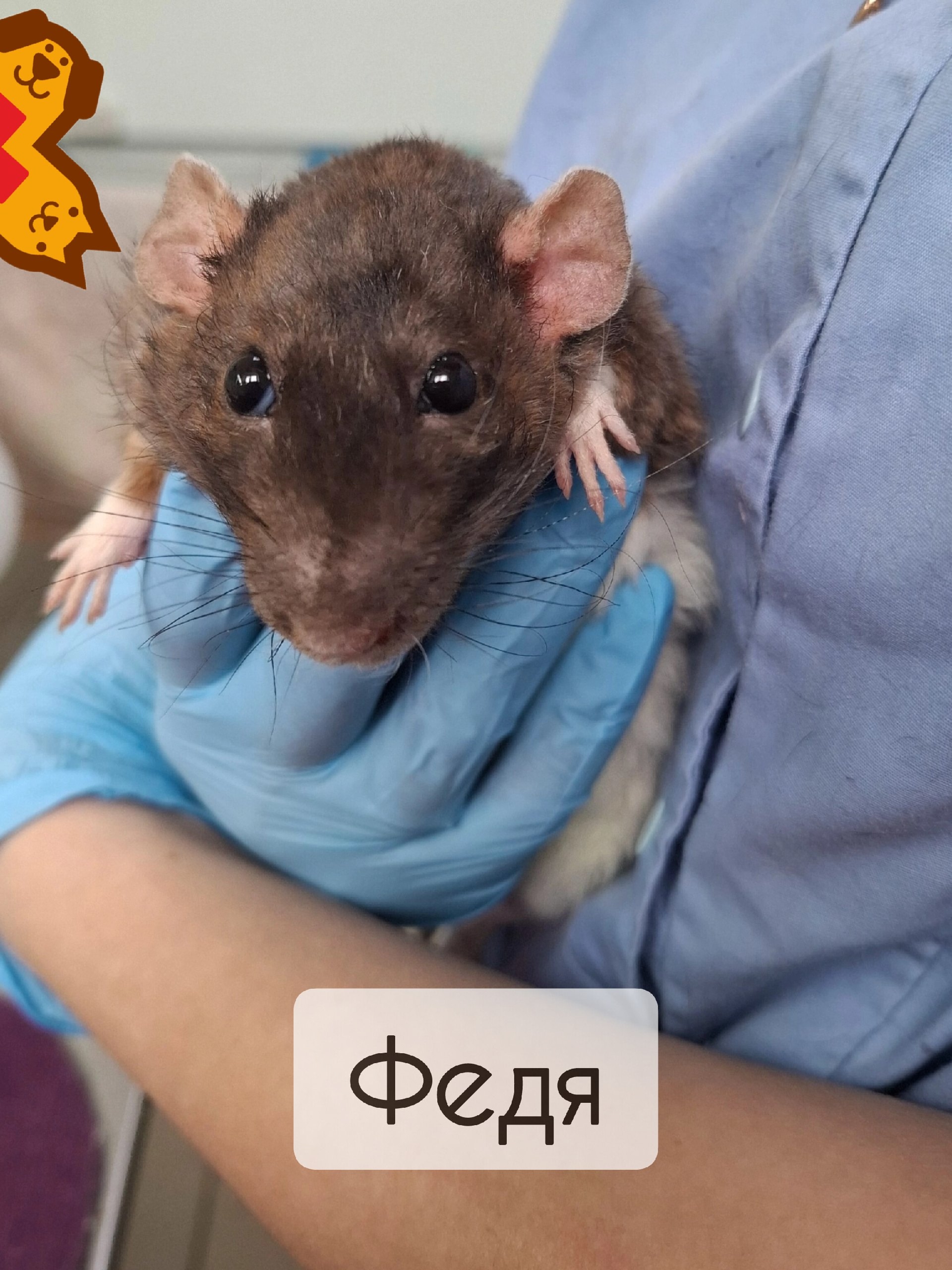🐭 Крыска Федя на коррекции зубов: почему это важно? «Федя — наш маленький герой! Сегодня …
