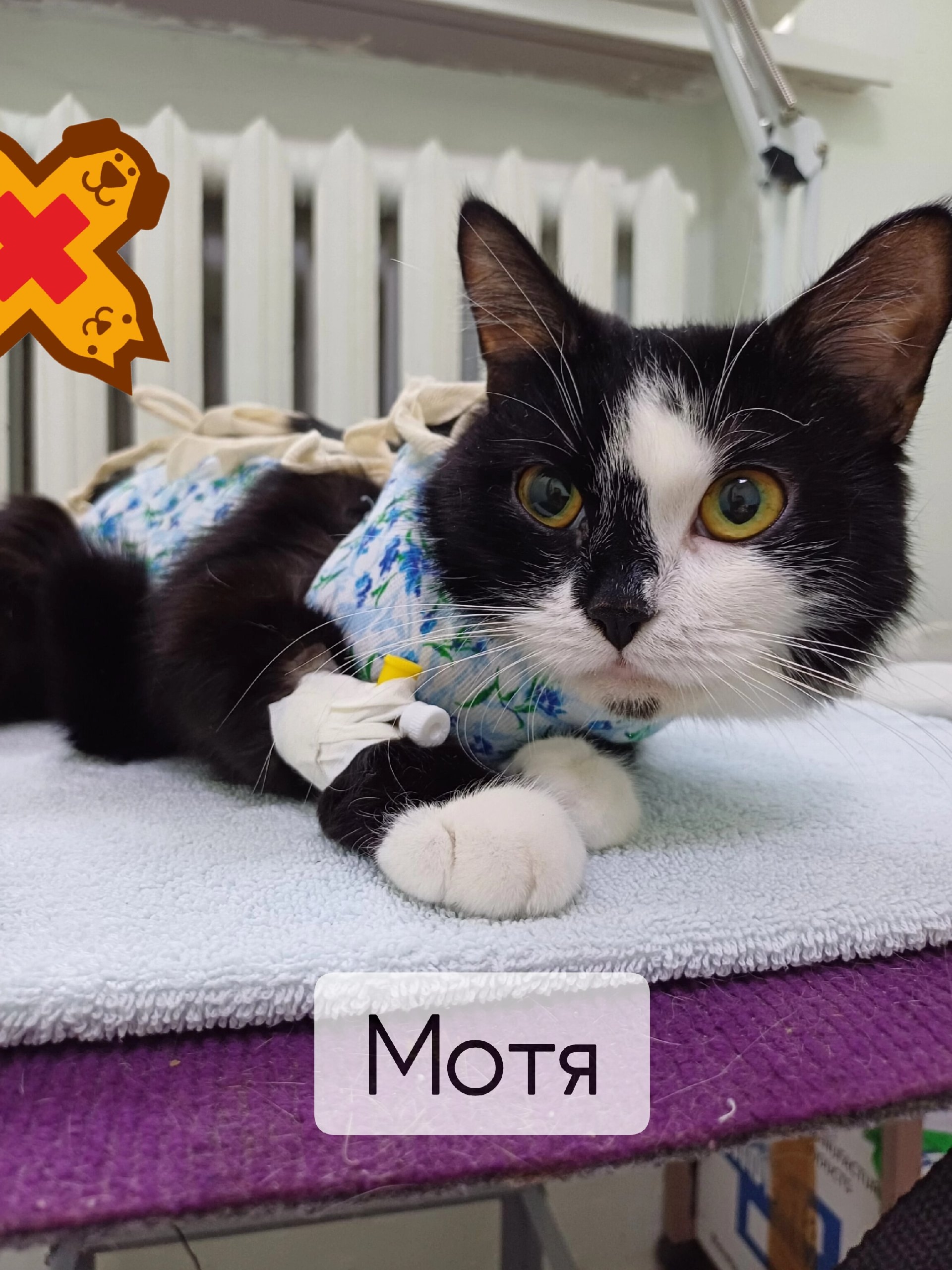 🐾 Наша очаровательная пациентка Мотя отлично перенесла стерилизацию! 😊