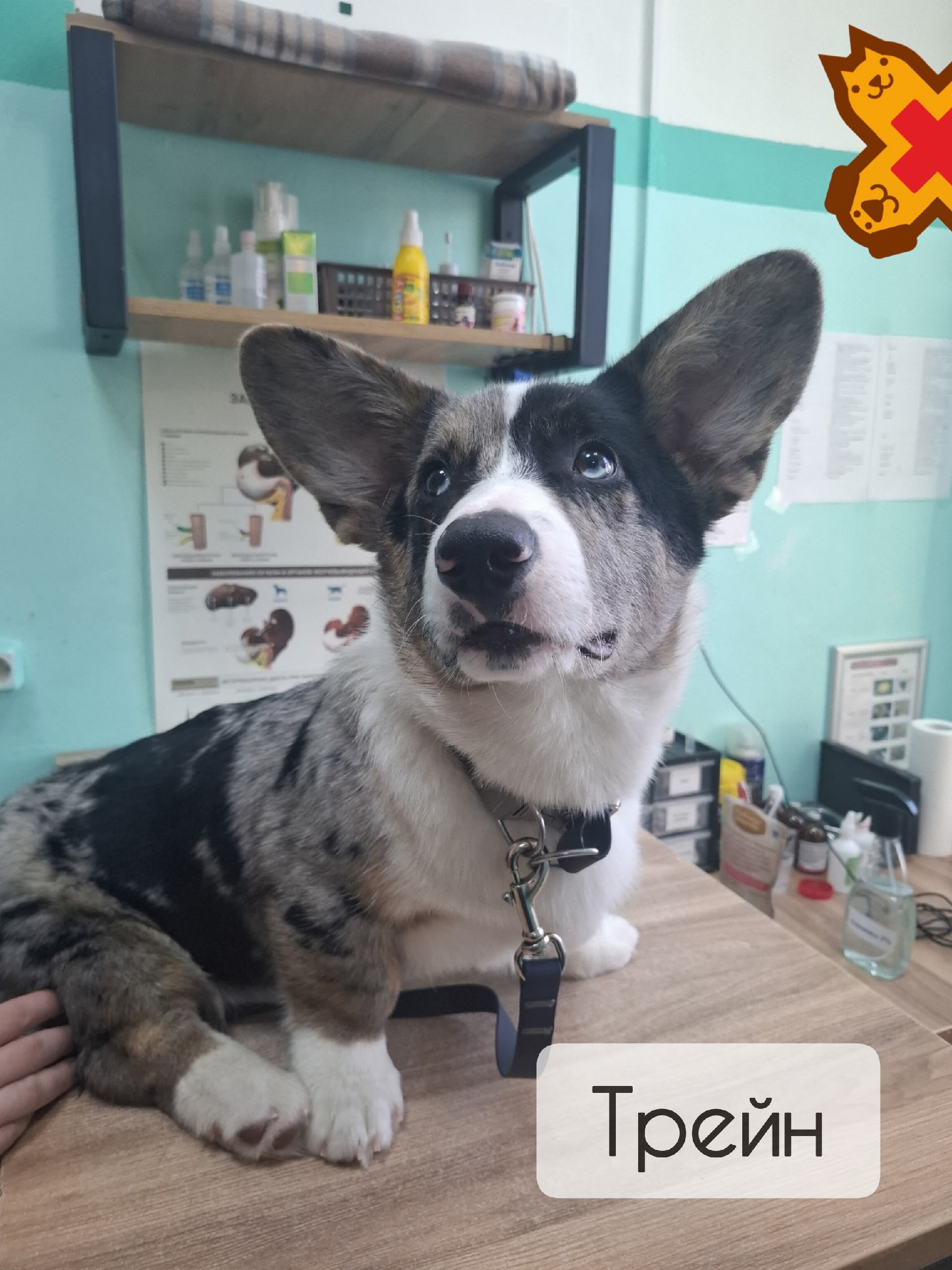 🎉 первая стрижка когтей у нашего маленького пациента Трейна! ✂️🐾
