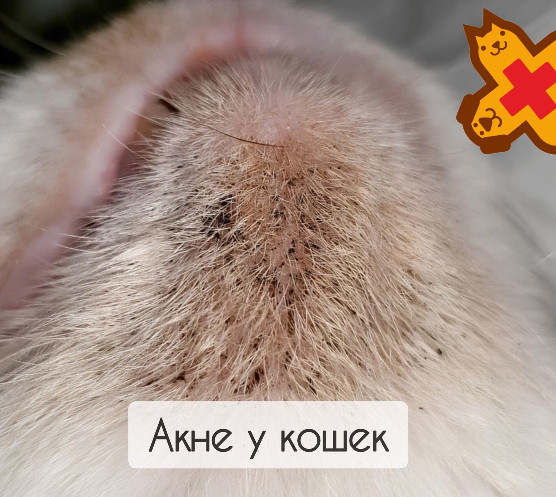 📄Поговорим сегодня об акне у кошек. Многие владельцы кисок встречались с такой не очень п…