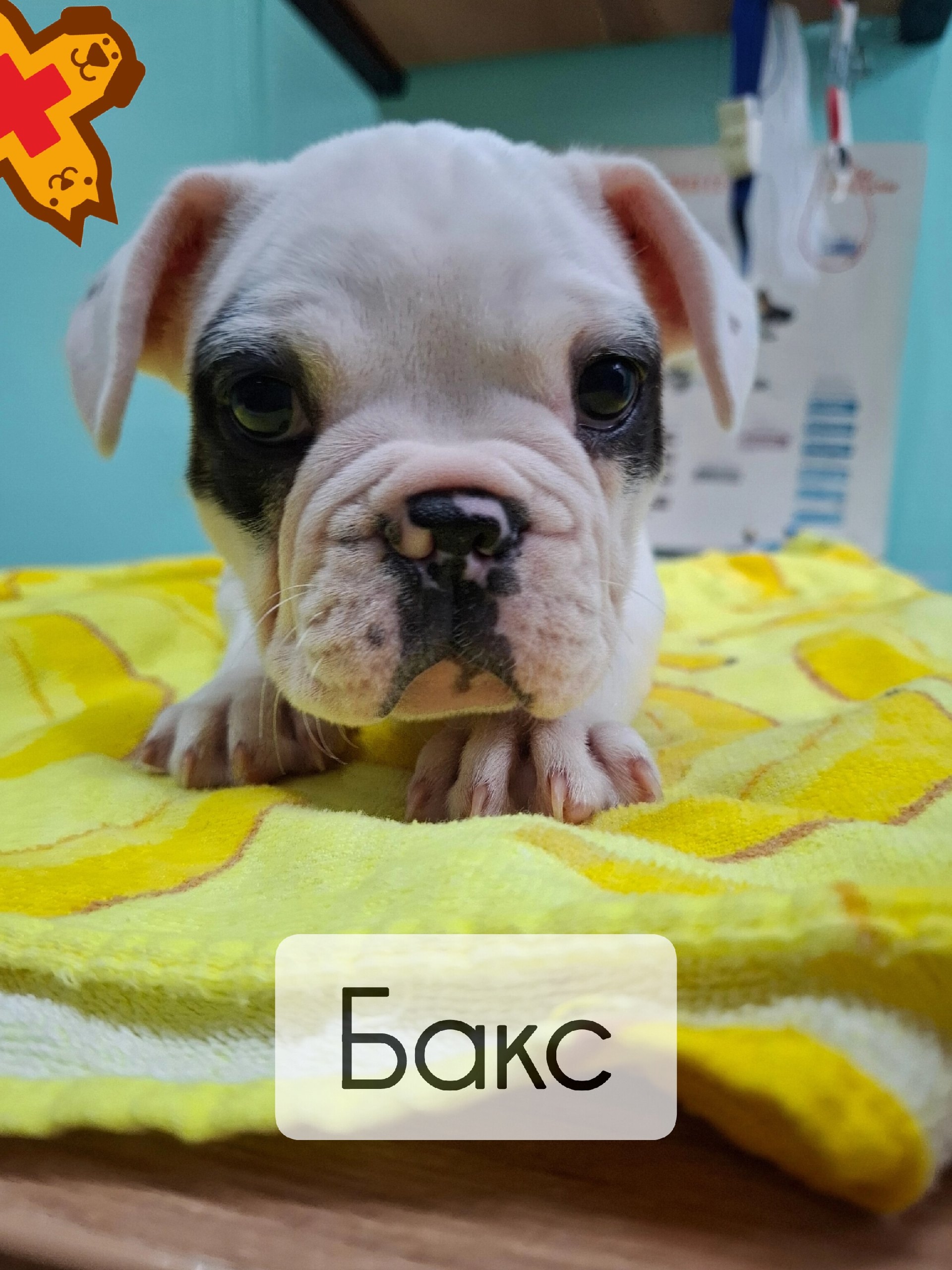 🐾 Щенок Бакс на вакцинации 🌟