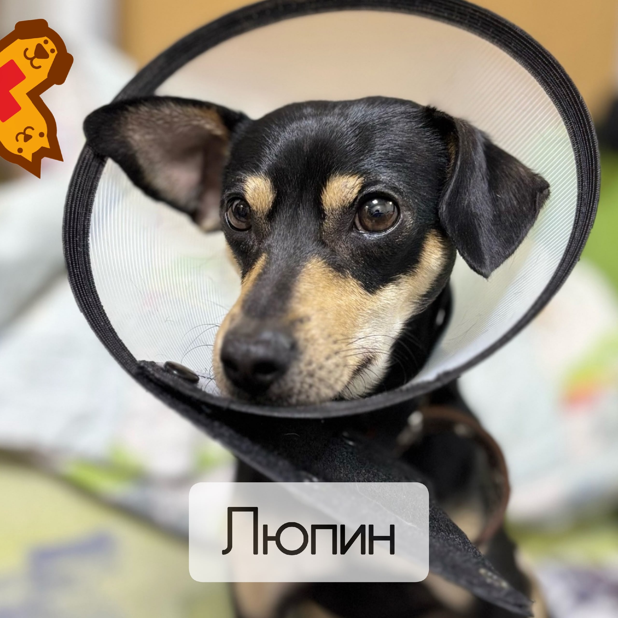 Той-терьер Люпин успешно прошел плановую кастрацию! ✅