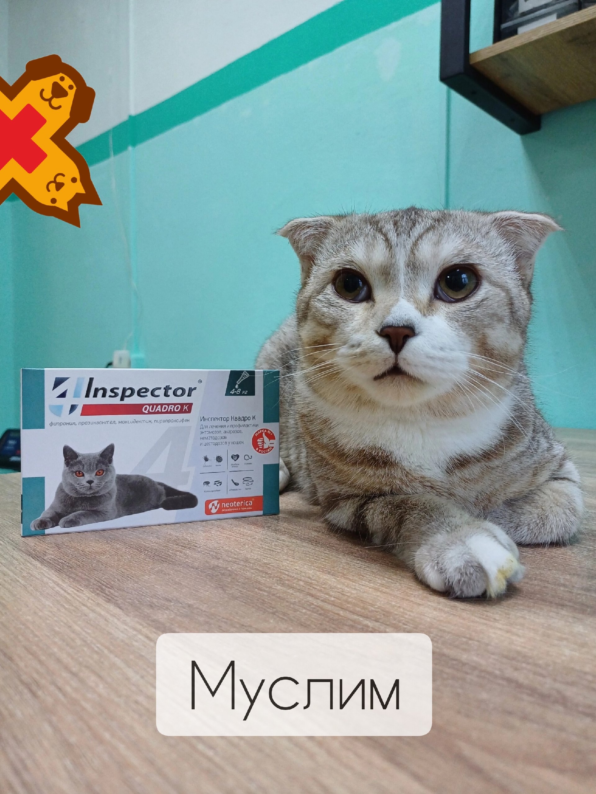 🐾 В нашей клинике побывал котик по кличке Муслим, которому всего 9 месяцев. Он пришёл к н…