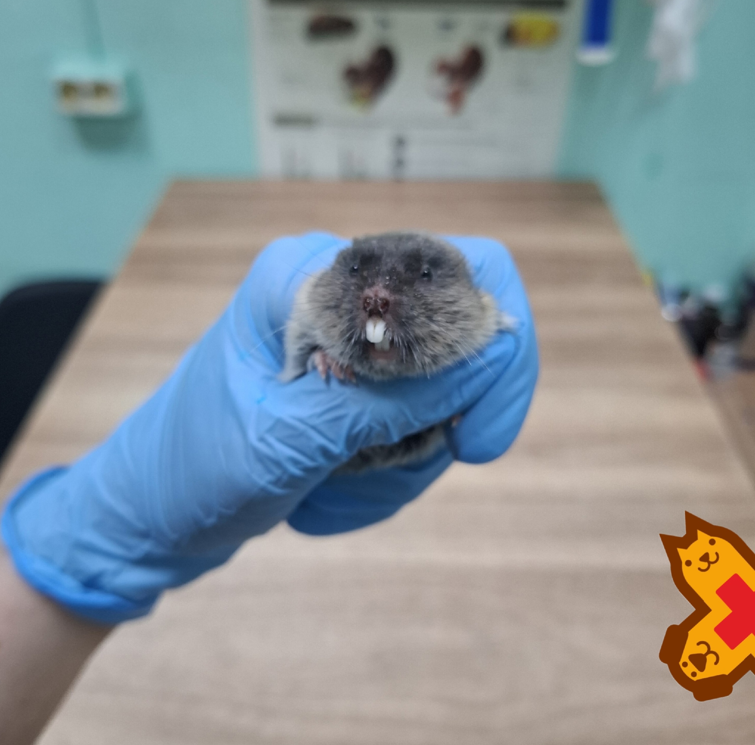 🩺 Восточная слепушонка у нас в клинике на приёме у ратолога! 🐾