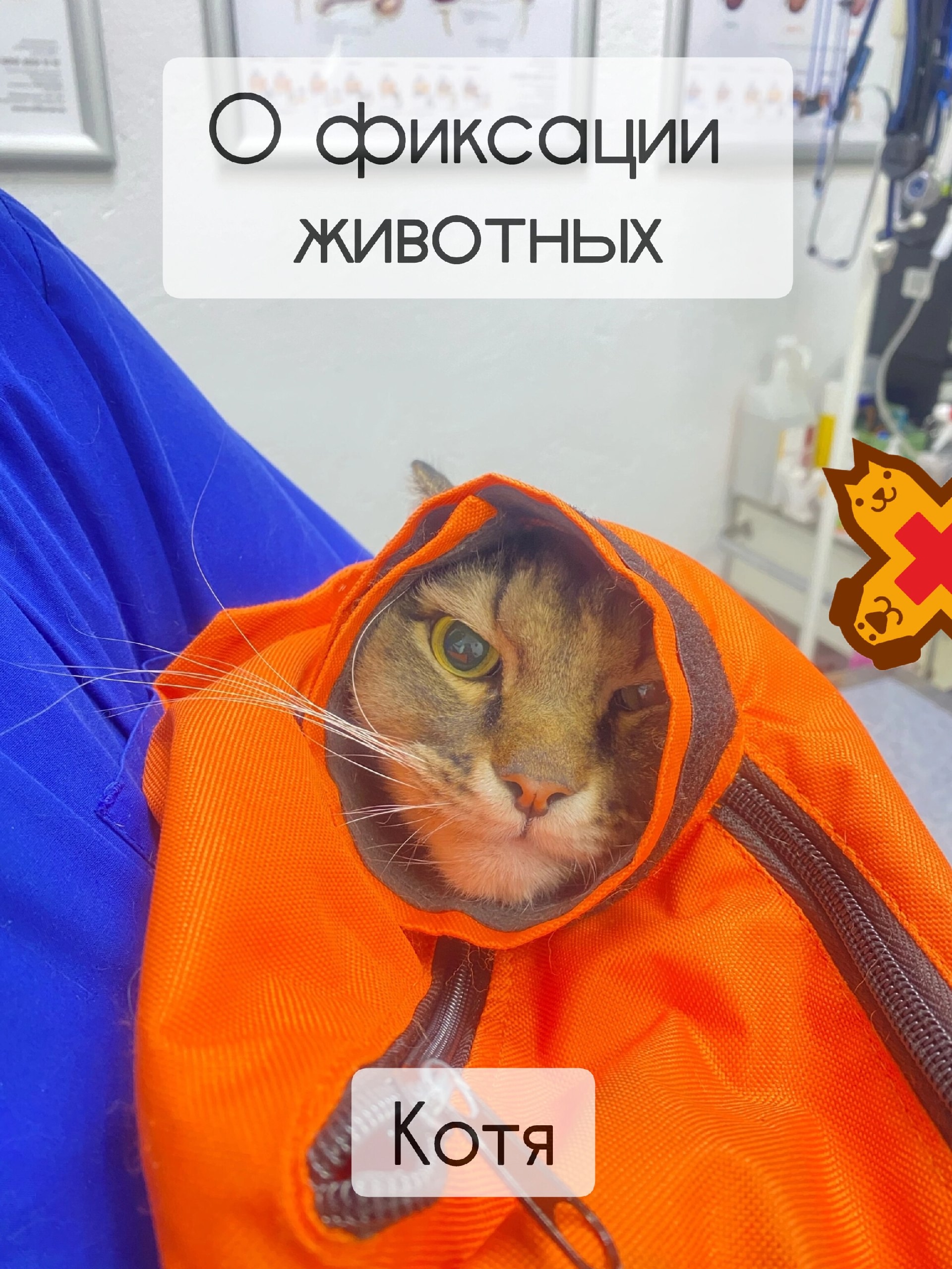 Зачем фиксируют животных? Или почему ваш кот вдруг превращается в «буррито» на приеме у в…