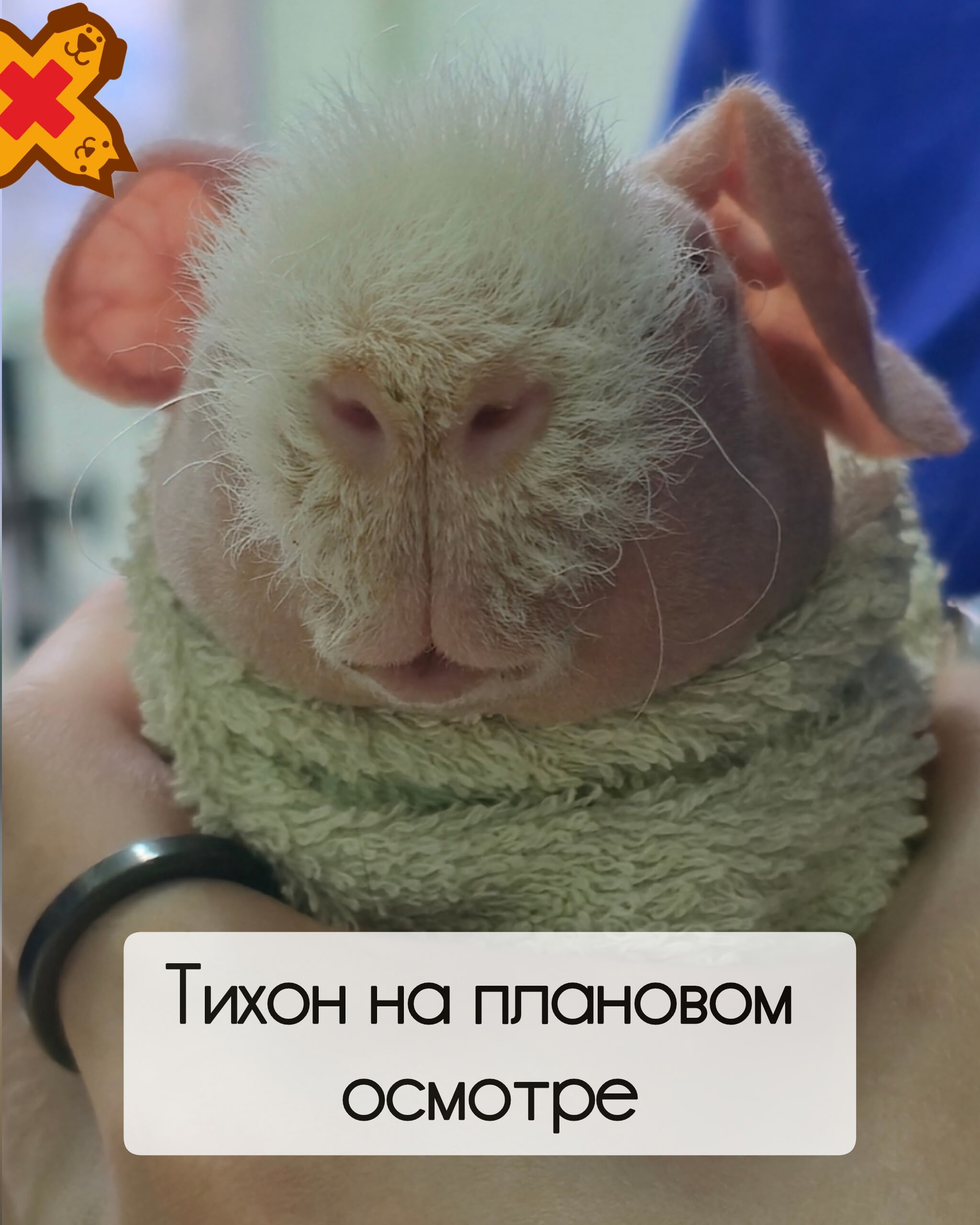 Знакомьтесь, Тихон — наш нежный пациент! 🐹✨